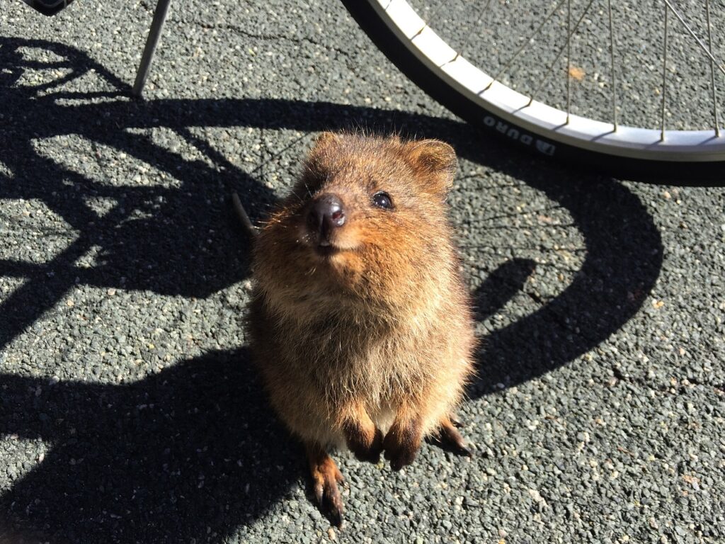 A friendly Quokka