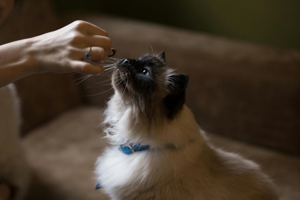 Feeding a treat to a cat