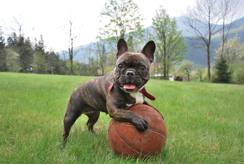 Brindle French Bulldog