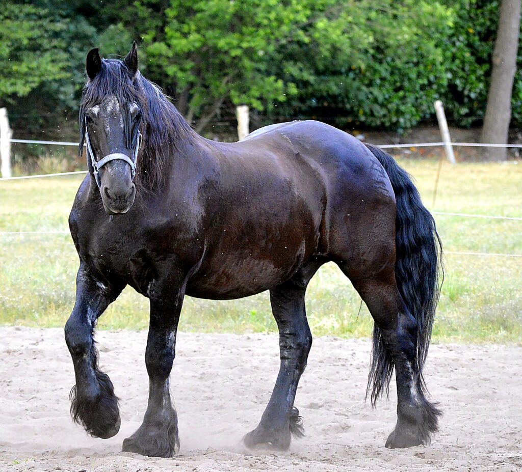 friesian horse