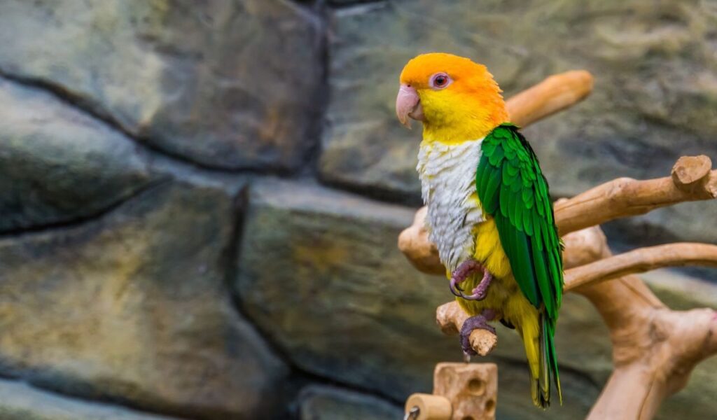 Caique