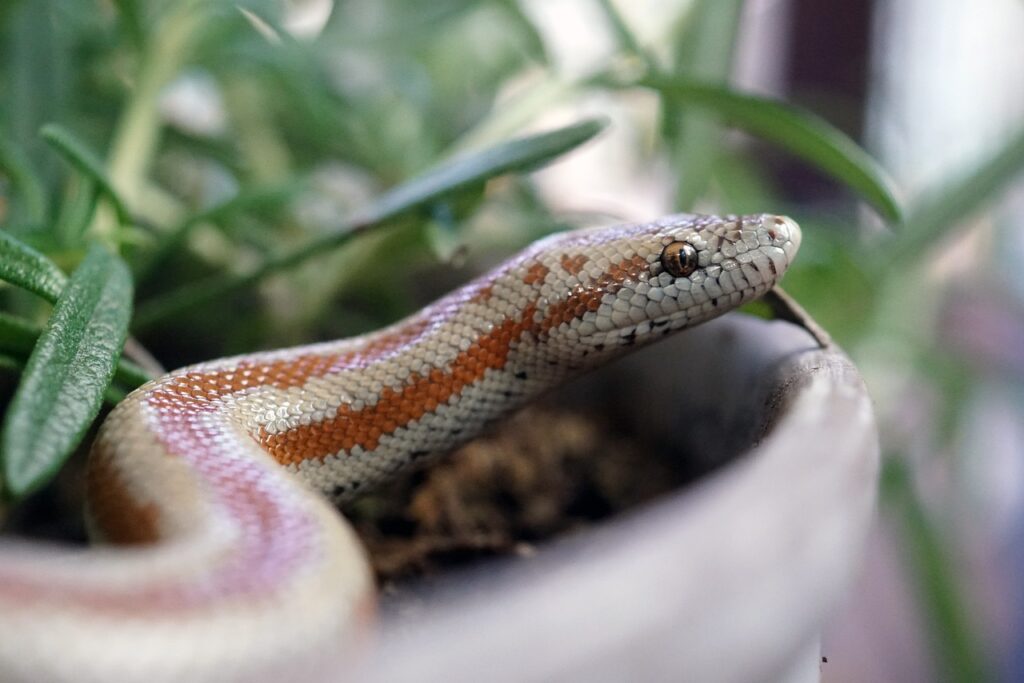  Closeup of a Rosy Boa
