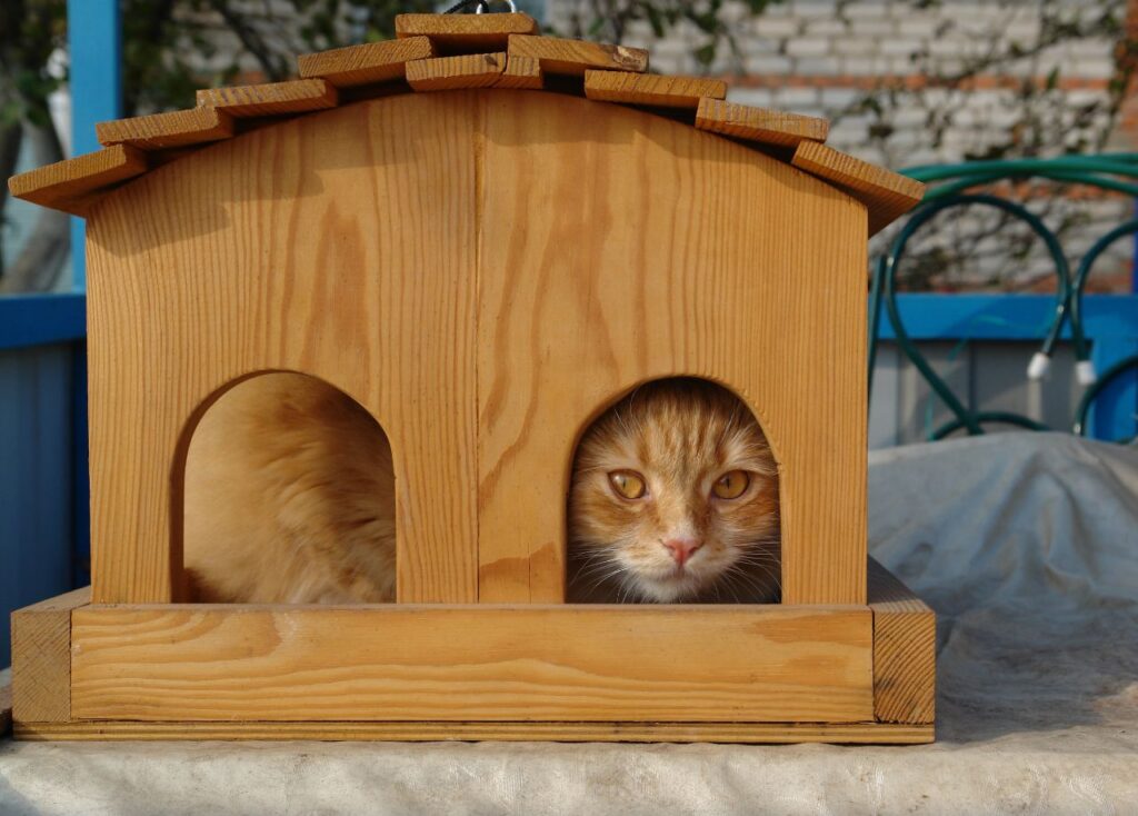 ginger cat in a wooden birdhouse