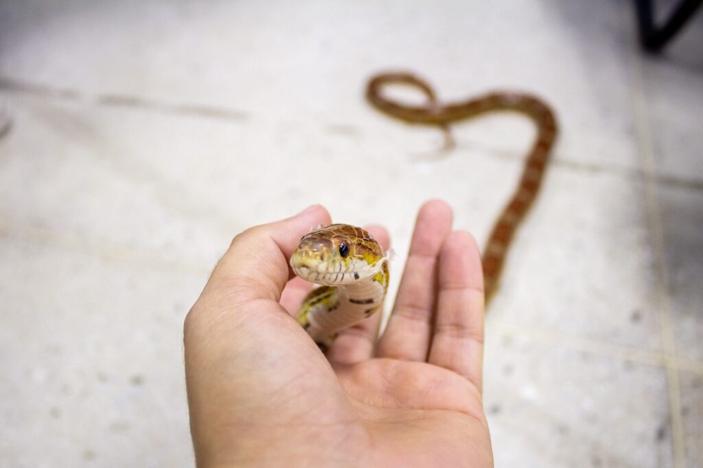 A corn snake in the arms of its owner