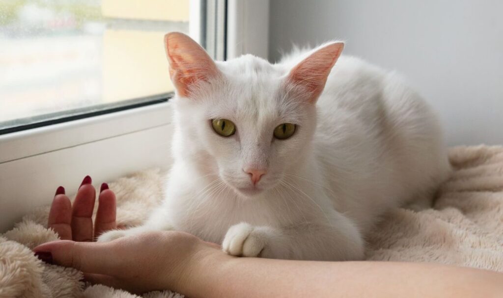 cat on a woman's hand