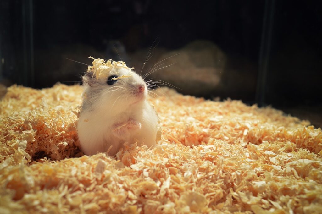 hamster