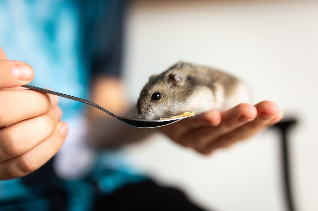 hamster eating
