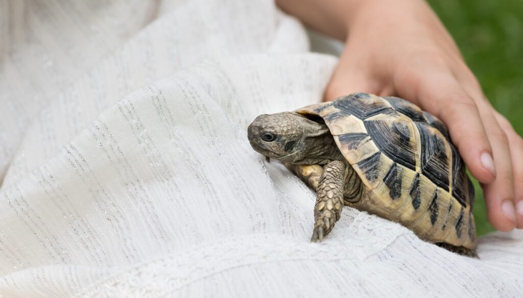 holding a tortoise