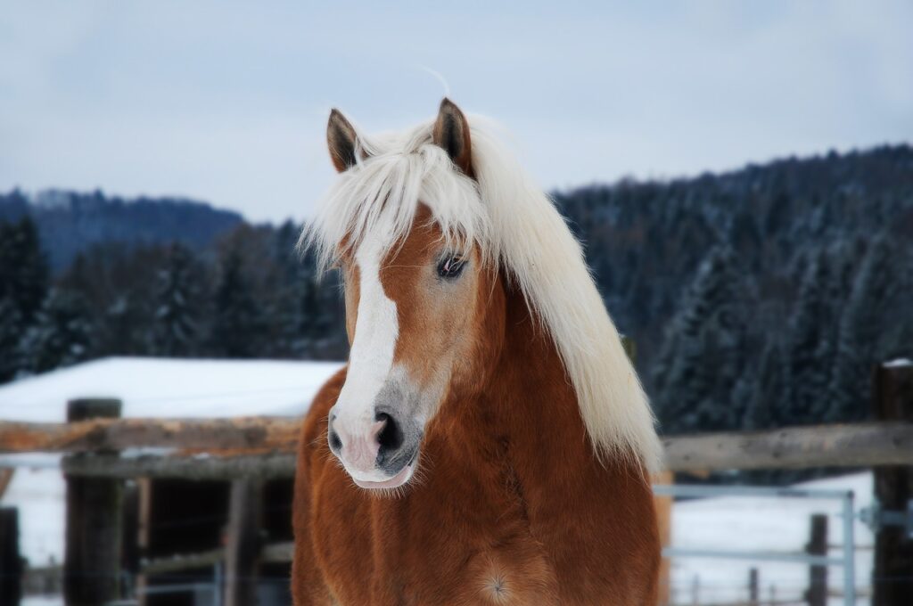 haflinger
