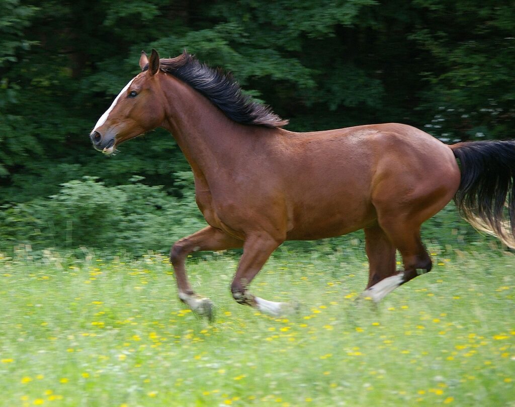 dutch warmblood
