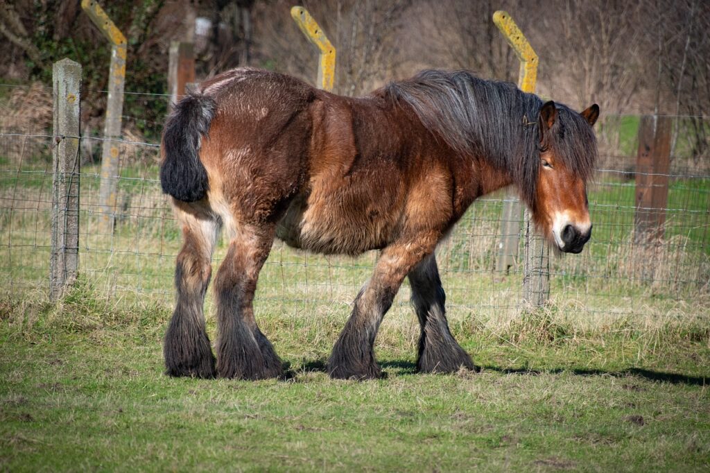 Belgian Draft Horse