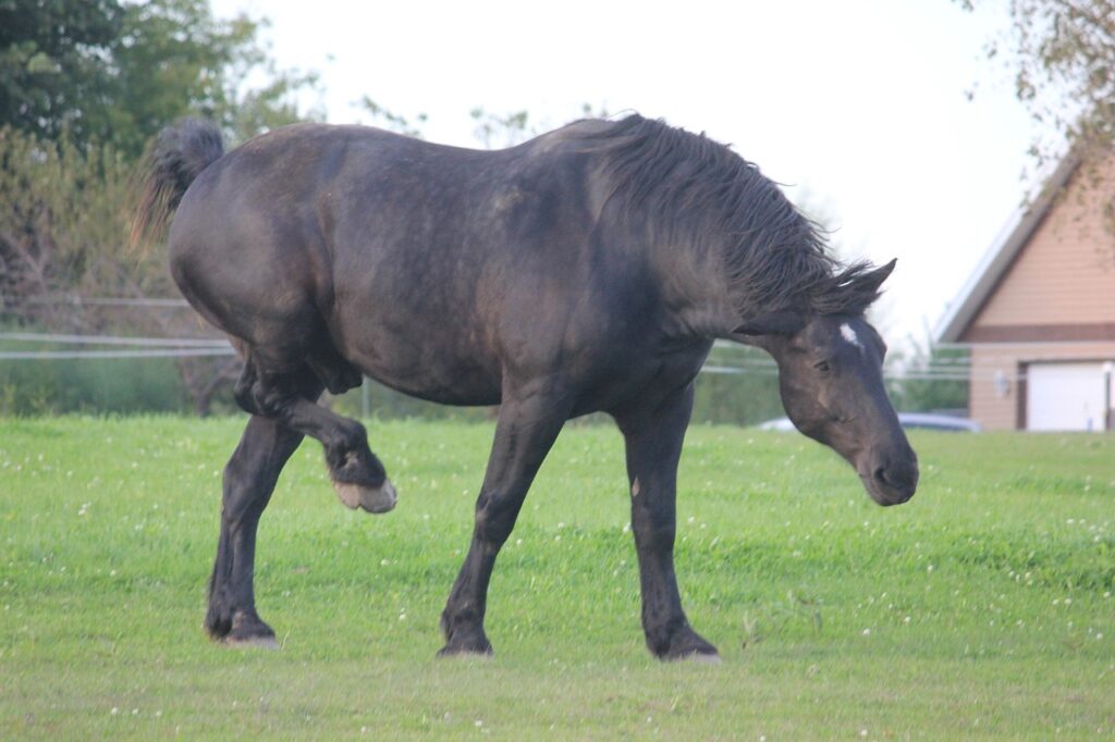 horse percheron