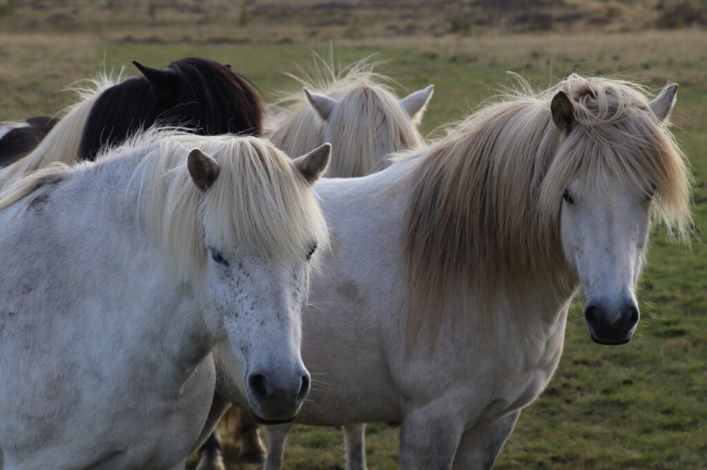 icelandic horse