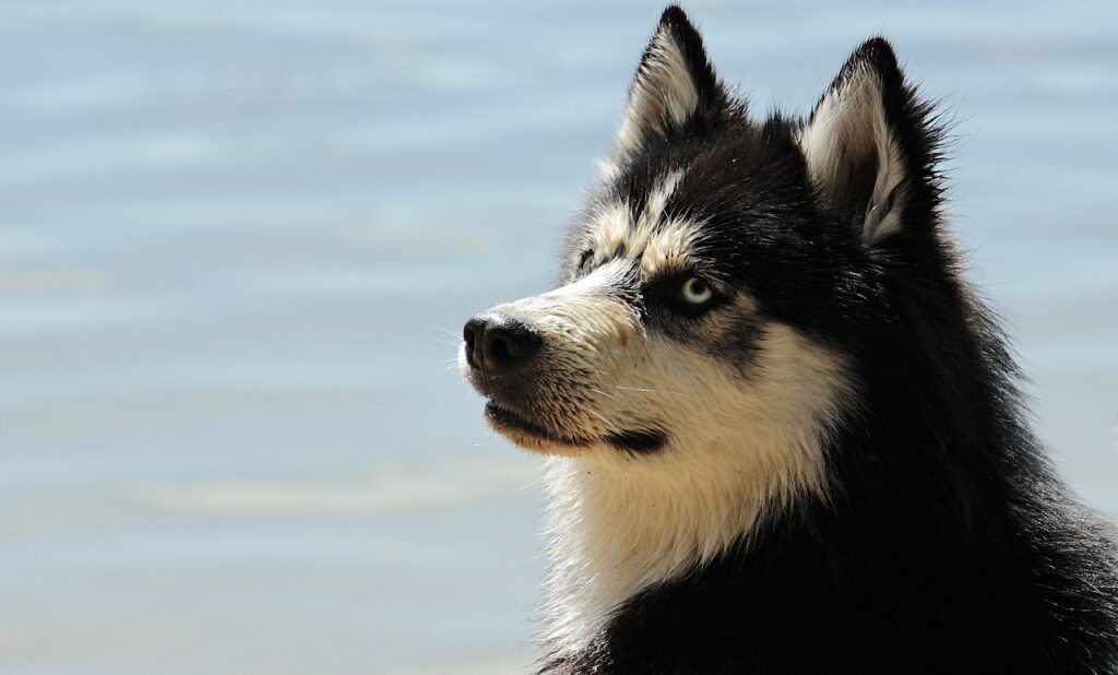 malamute