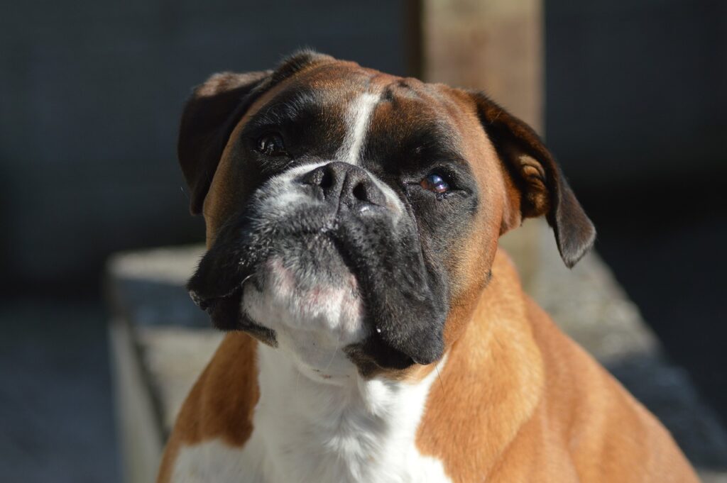 Close up of a boxer dog