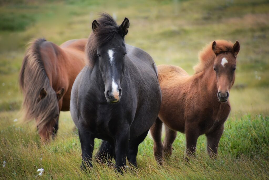 icelandic horse