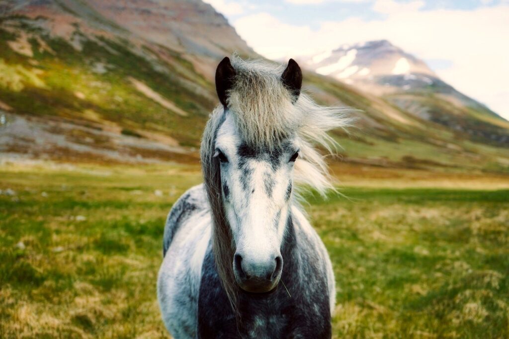 iceland horse