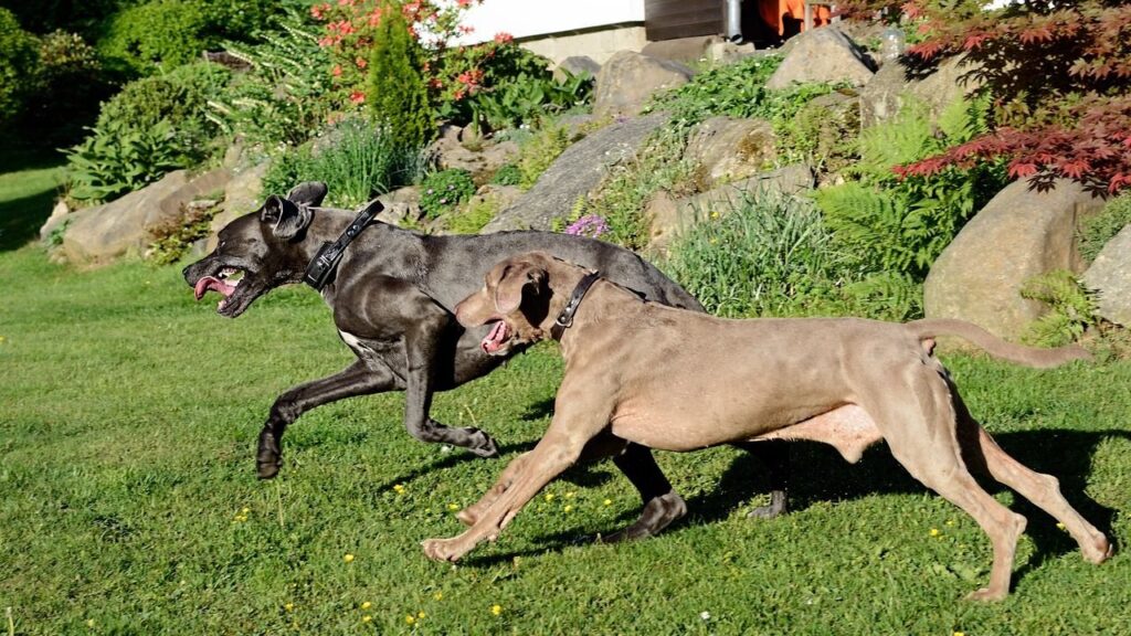 great dane