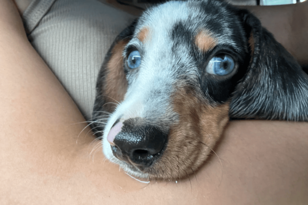 dog with blue eyes