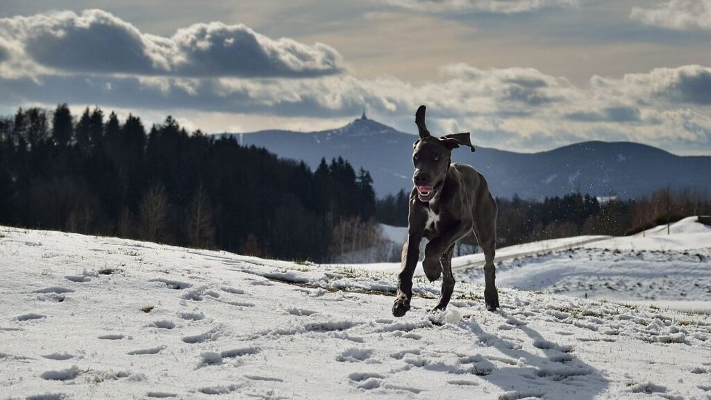 great dane
