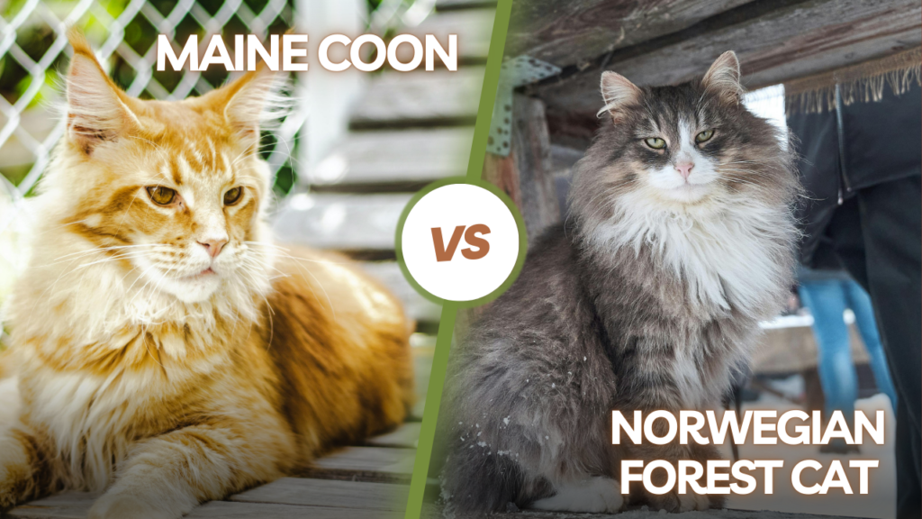Maine Coon and Norwegian Forest Cat