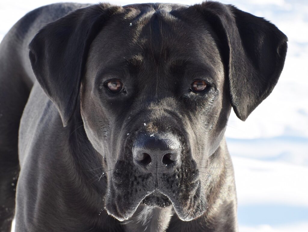 Close-up of a cane corso
