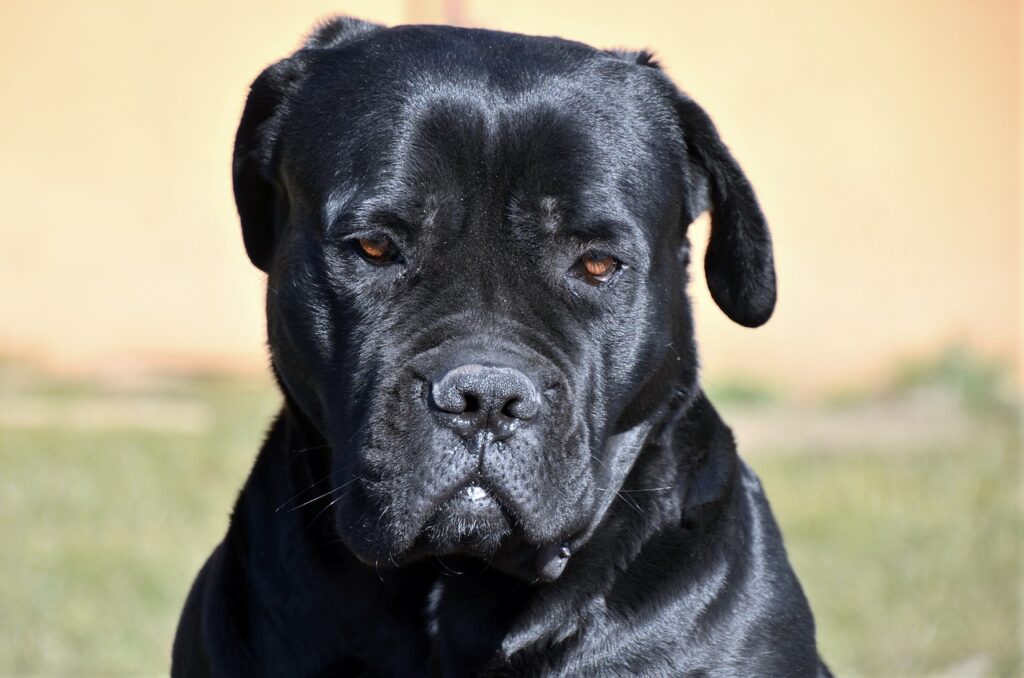 Black dog with yellow eyes