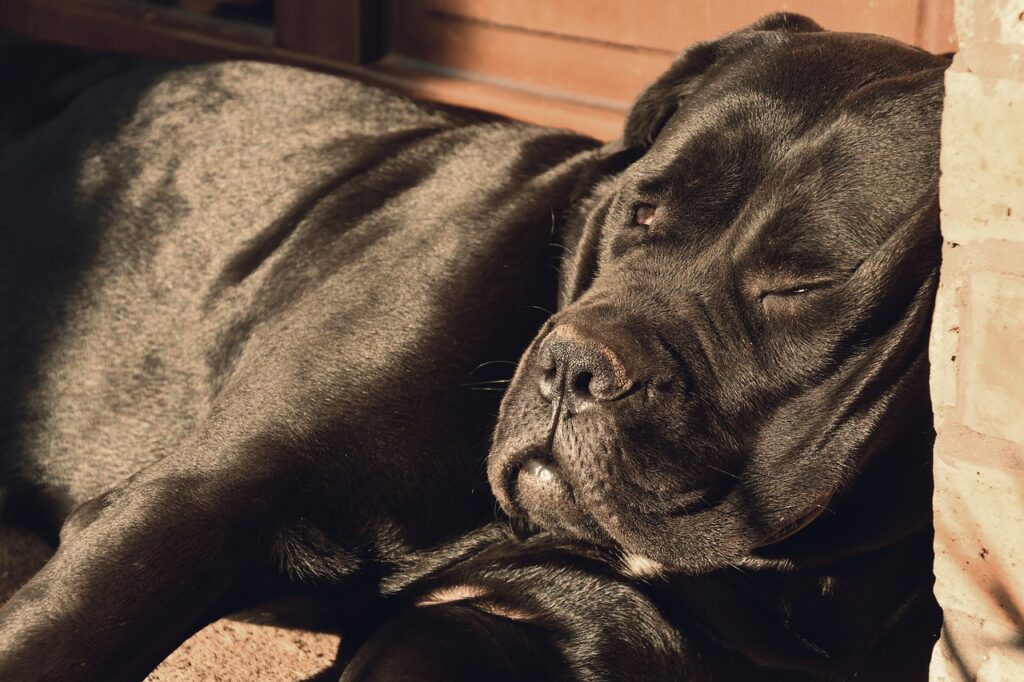 Cane Corso Sleeping