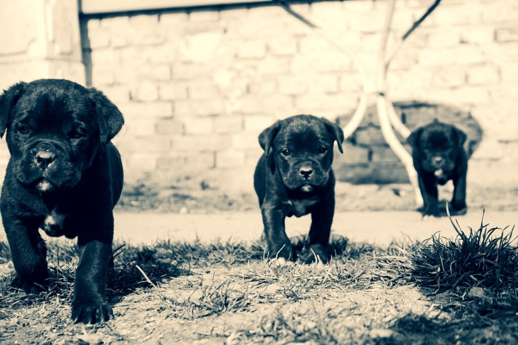 Three black dog pups