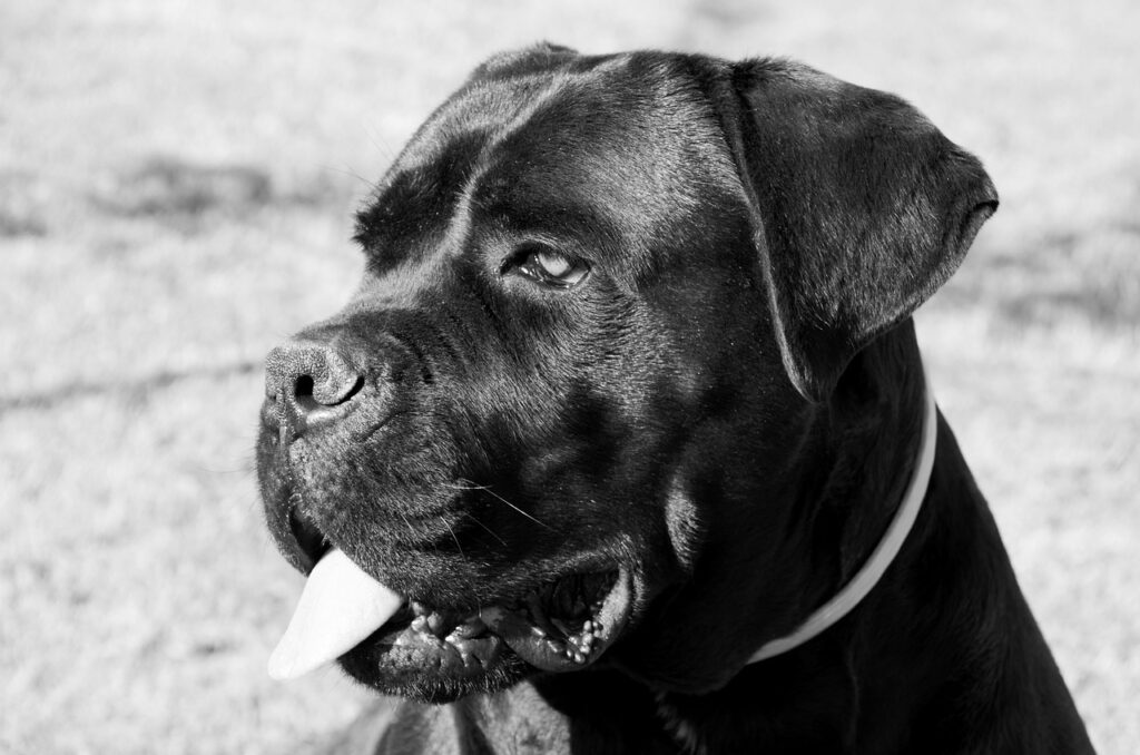 B&W picture of a dog