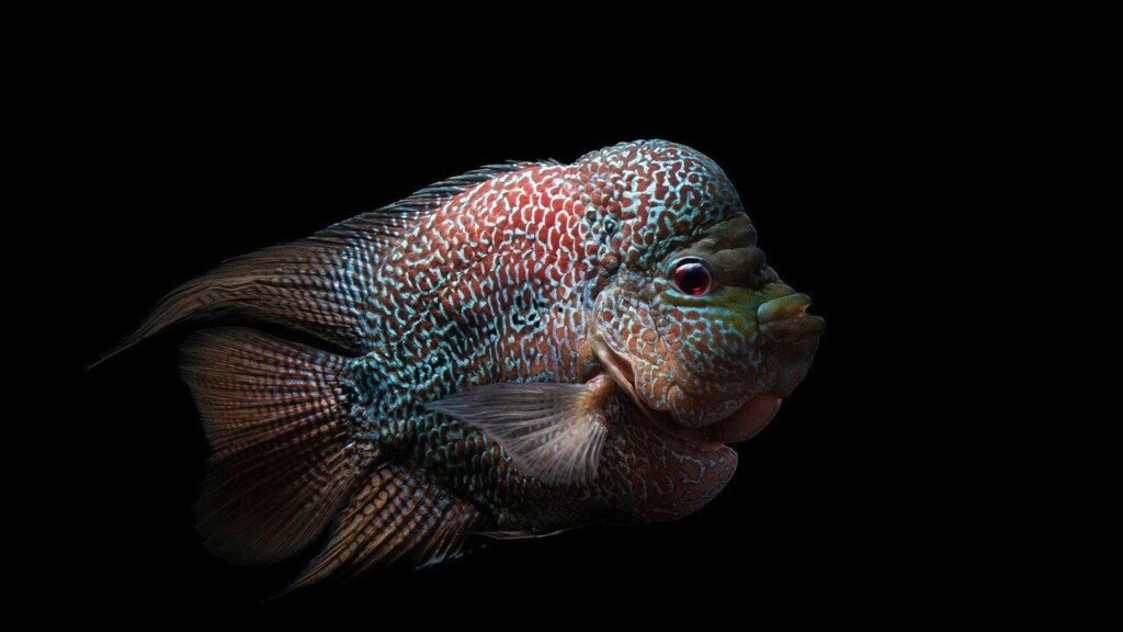 Flowerhorn Cichlid