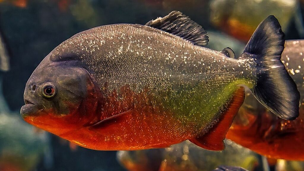 Piranhas
