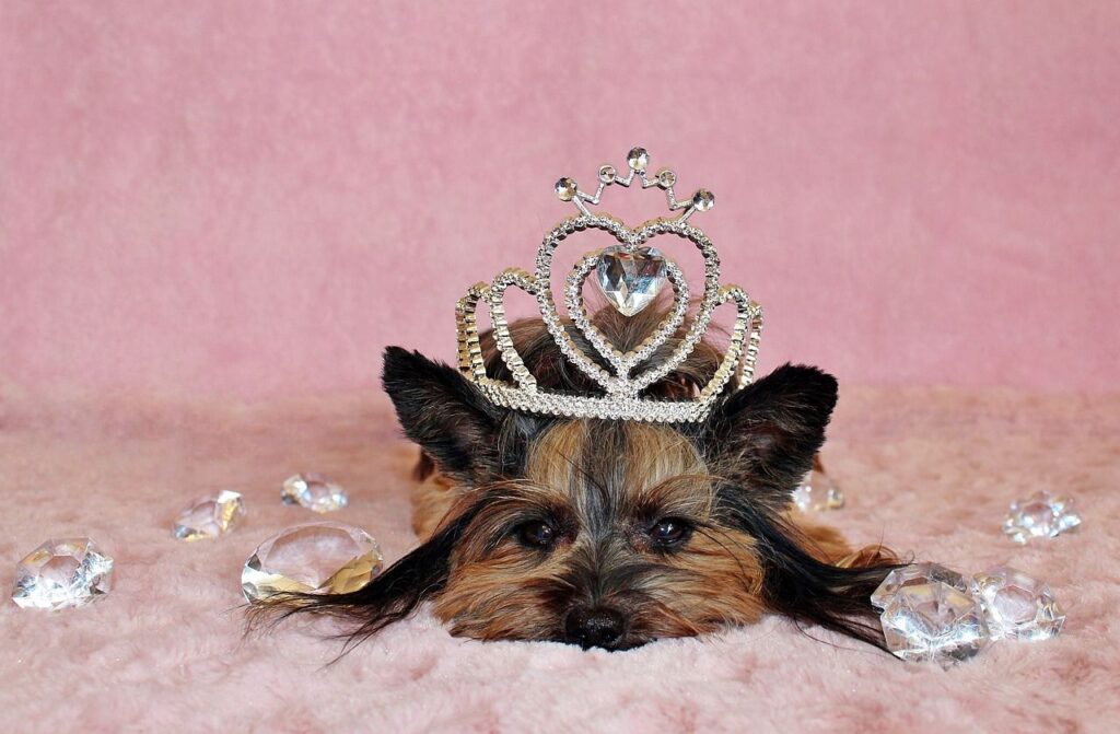 Dog with a crown