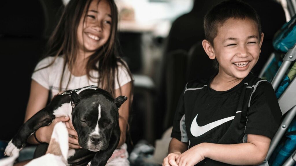 American Pit Bull Terrier