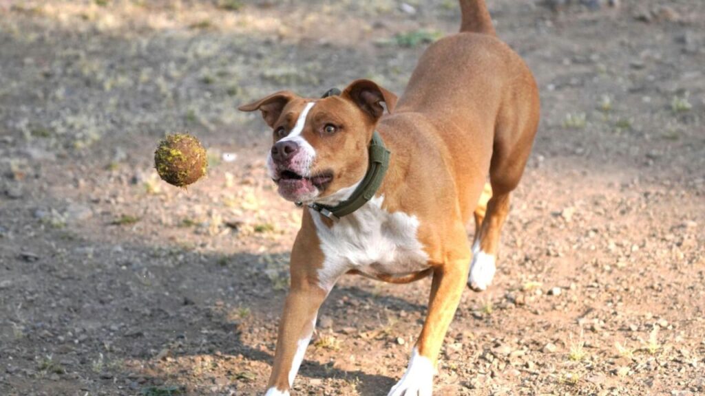 American Pit Bull Terrier
