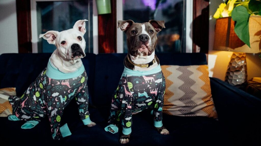 American Pit Bull Terrier