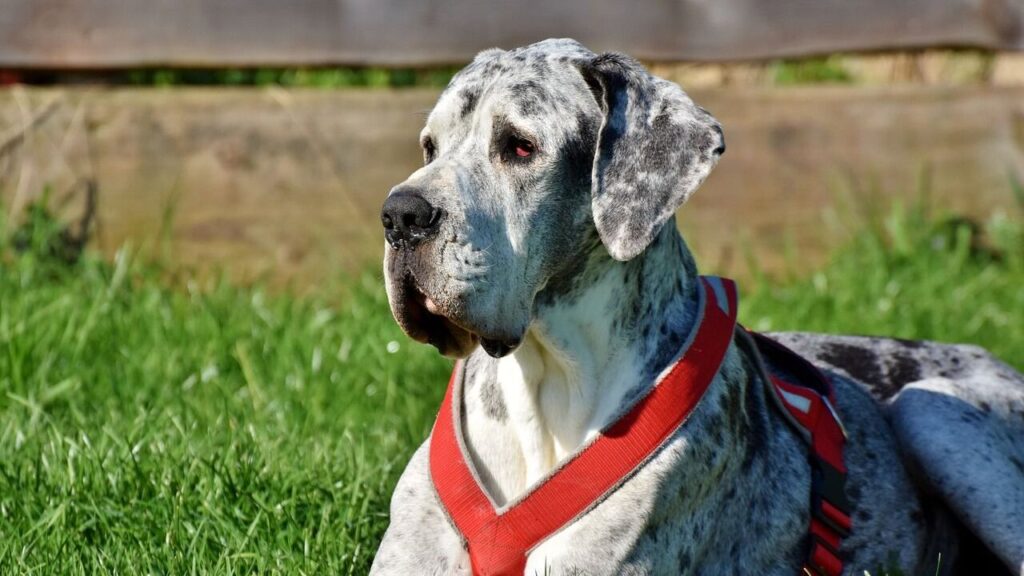 great dane