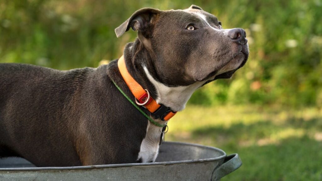 American Pit Bull Terrier
