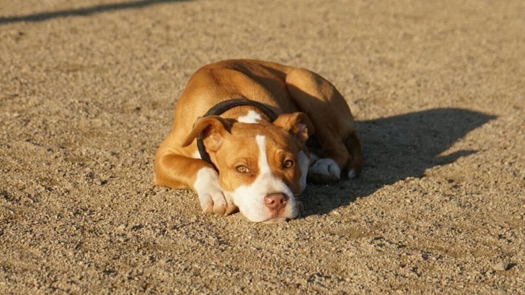 American Pit Bull Terrier