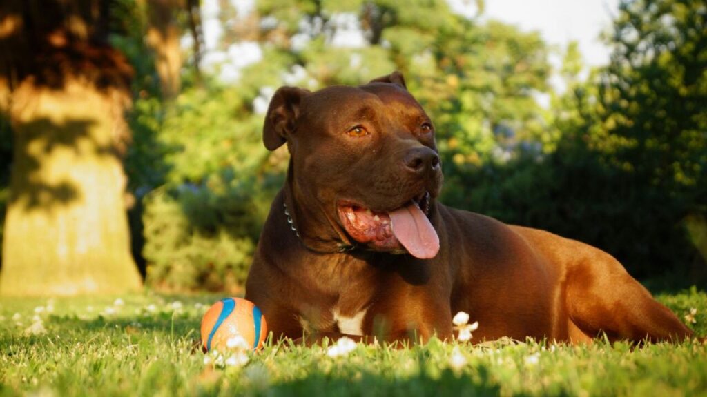 American Pit Bull Terrier