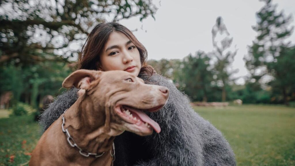 American Pit Bull Terrier