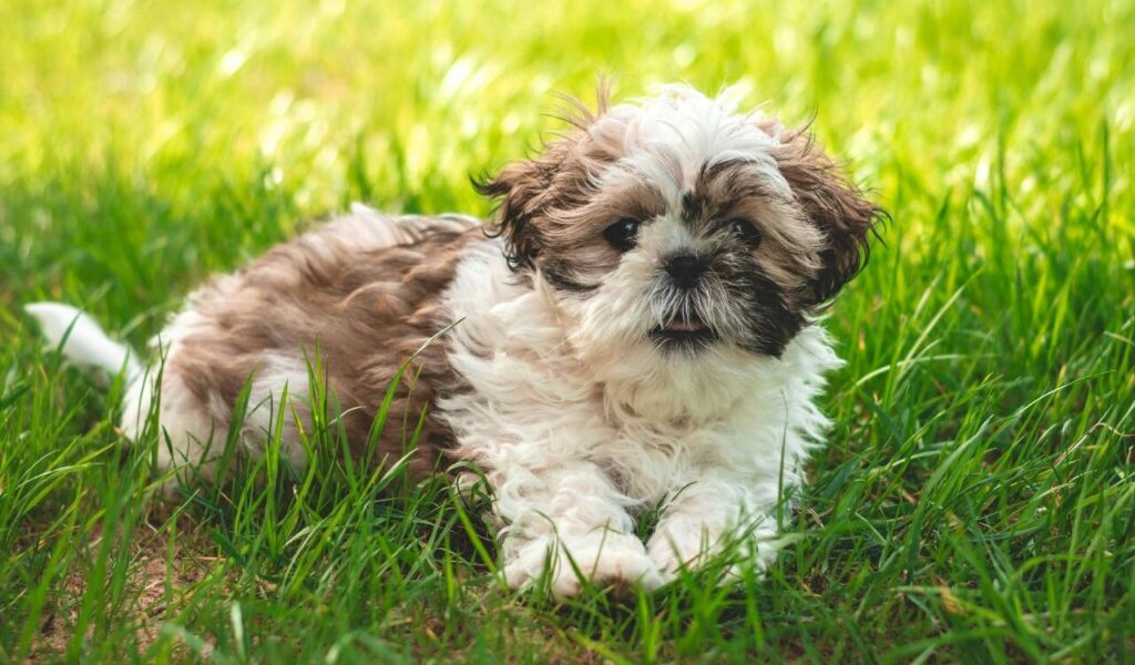 Shih Tzu