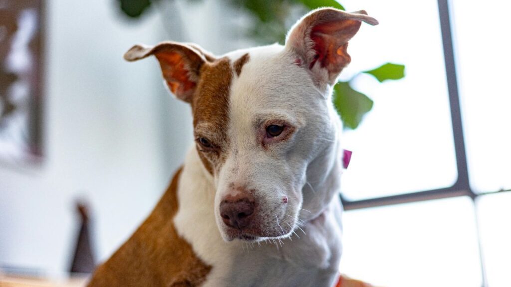 American Pit Bull Terrier