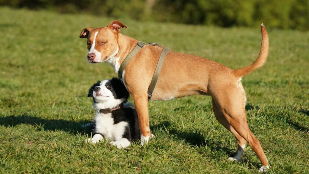 American Pit Bull Terrier