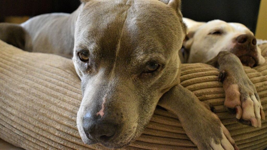 American Pit Bull Terrier