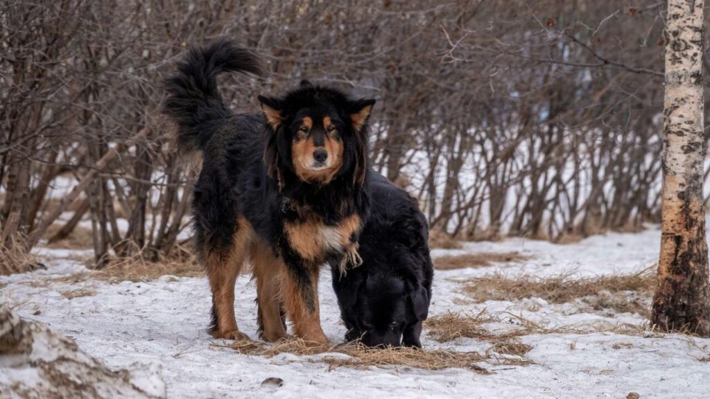dogs in snow