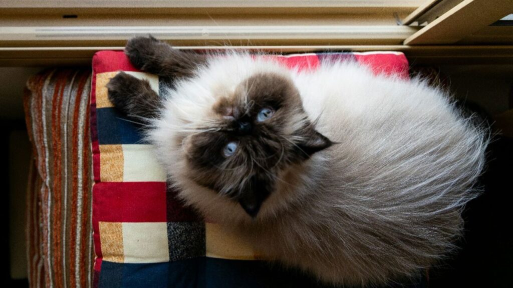 Himalayan Cat