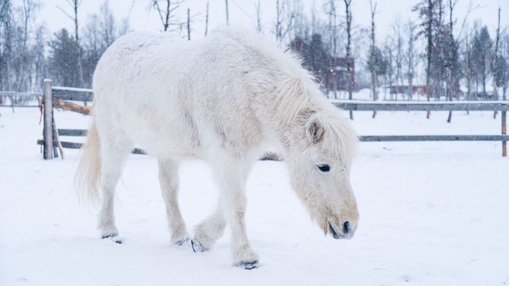 Yakut Horse 
