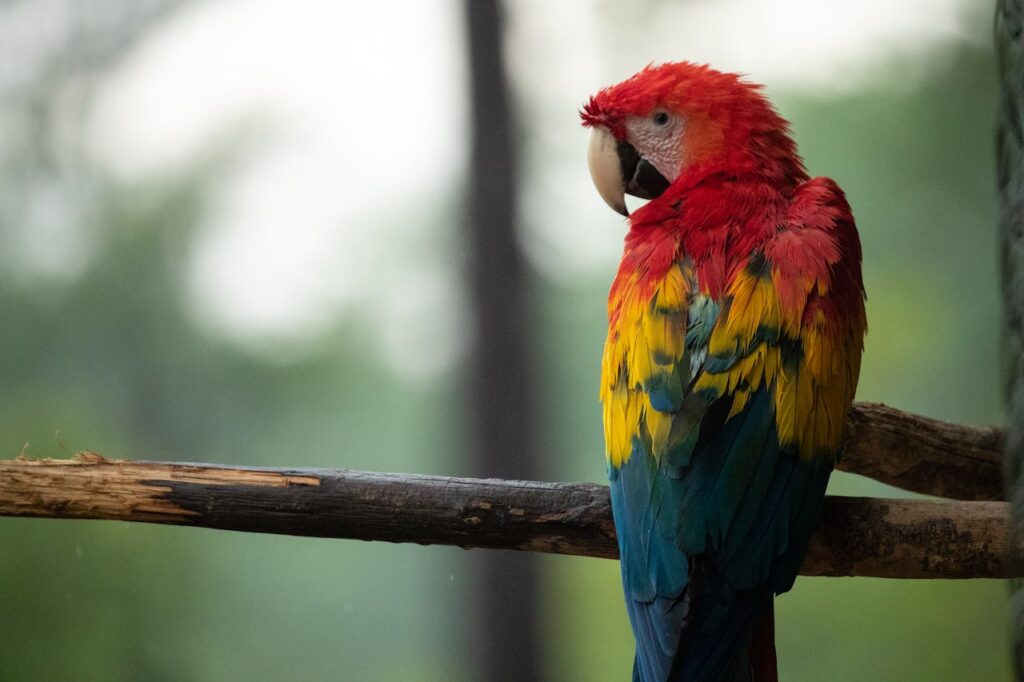 Scarlet Macaw