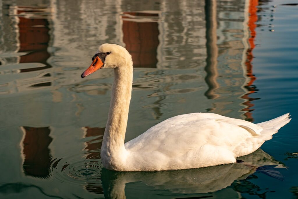 Mute Swan